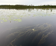 Водный поход по р.Кереть 07 2023
